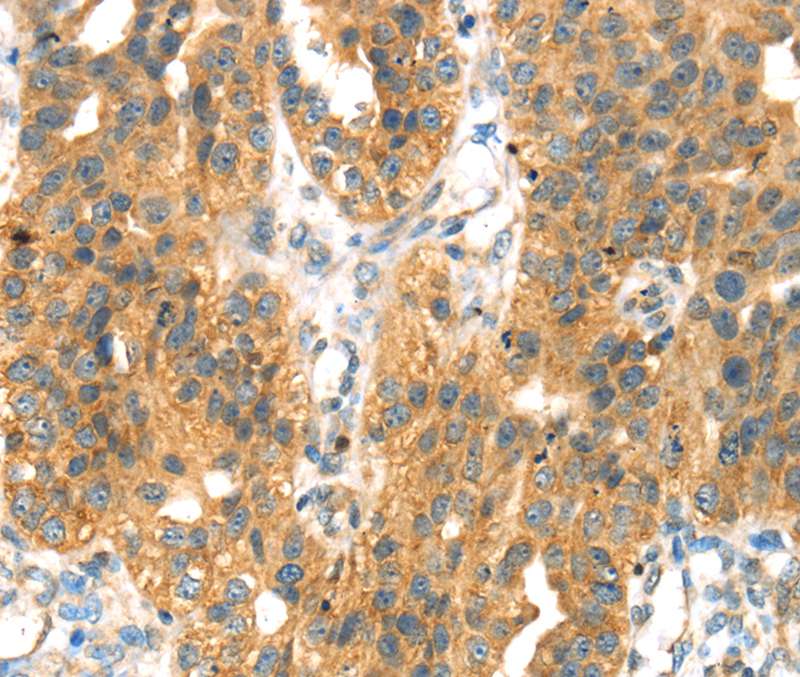 SEPP1 Antibody