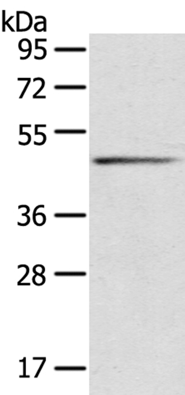 SERPINB8 Antibody