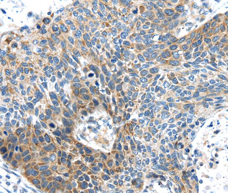 DNAJA3 Antibody