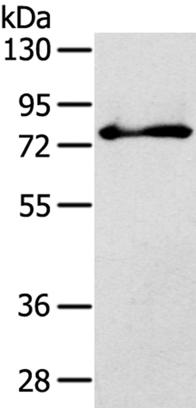 SH3KBP1 Antibody