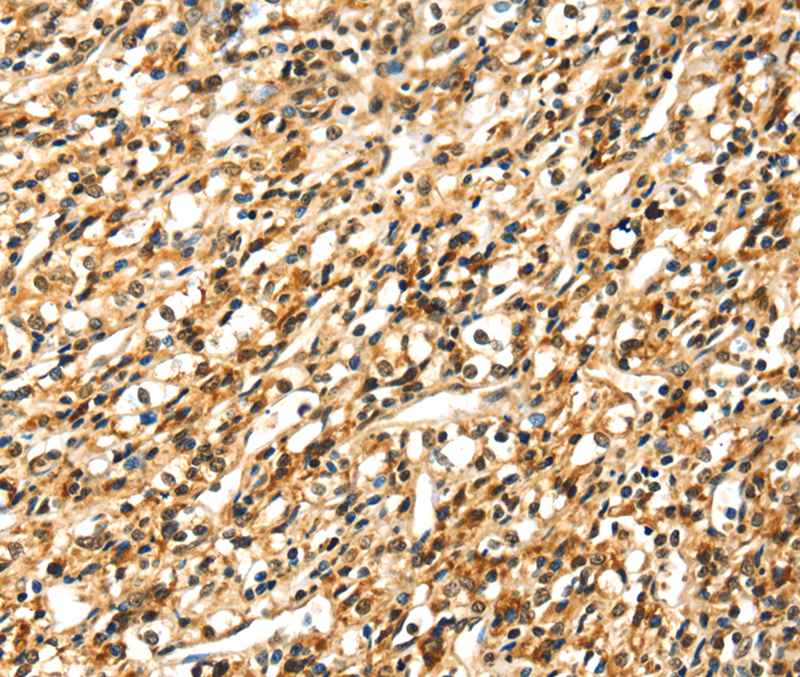 SIGLEC12 Antibody