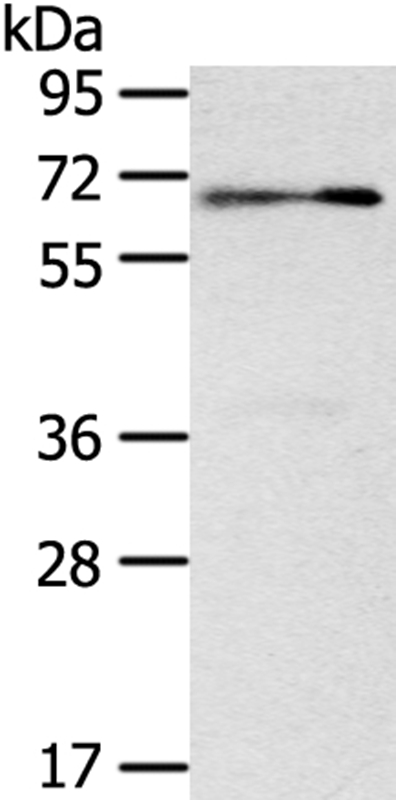 SIGLEC12 Antibody