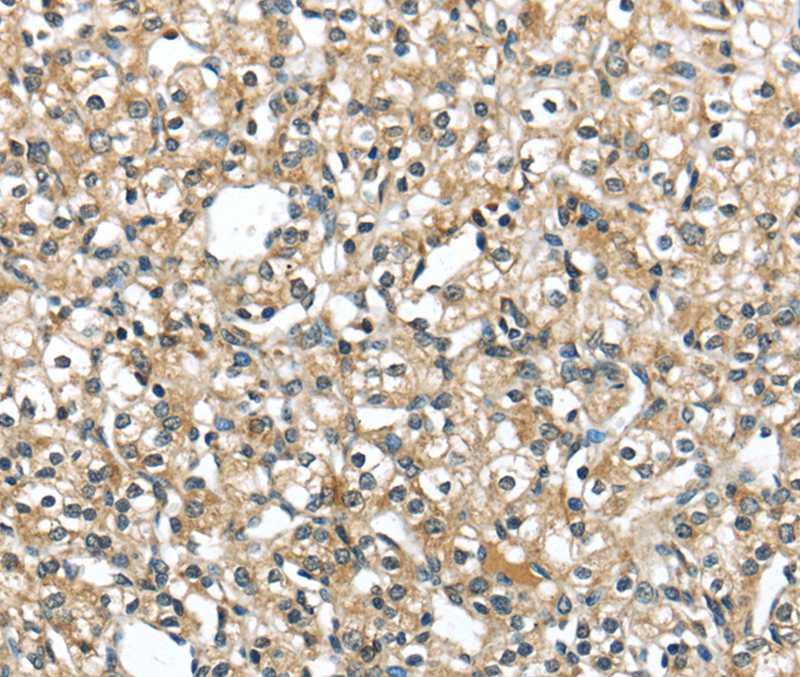 SRP54 Antibody