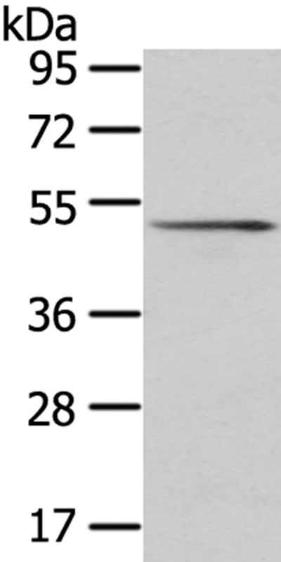 SRP54 Antibody