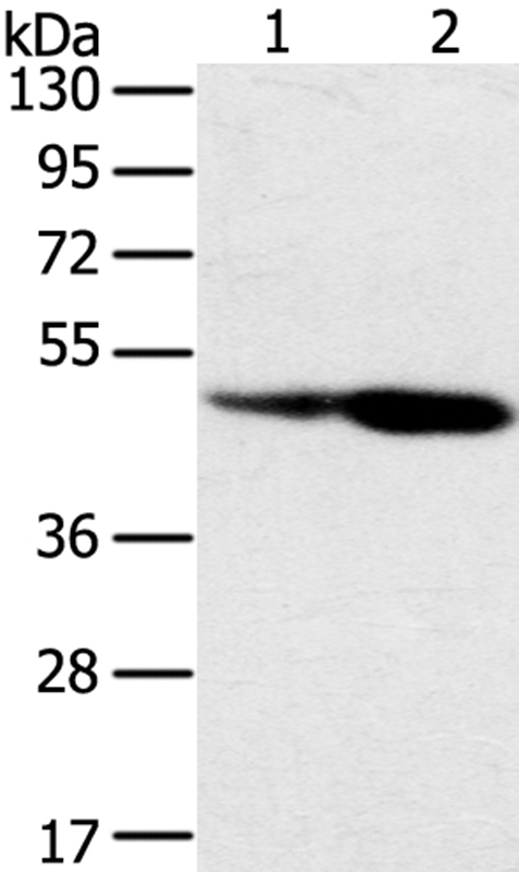 SNX8 Antibody