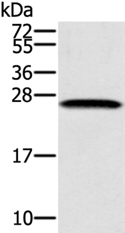 SSX1 Antibody