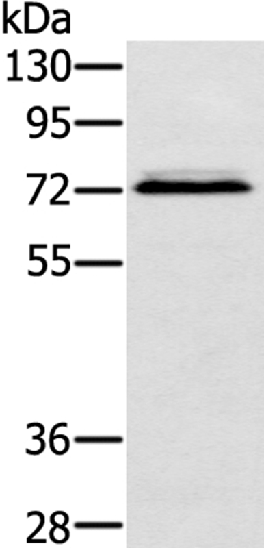 SSX2IP Antibody