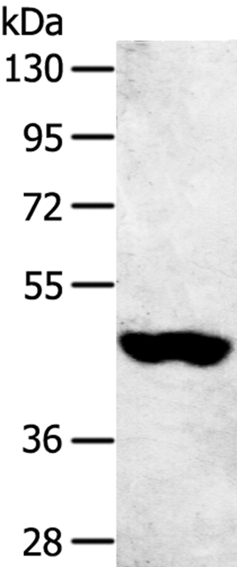 SULT2B1 Antibody