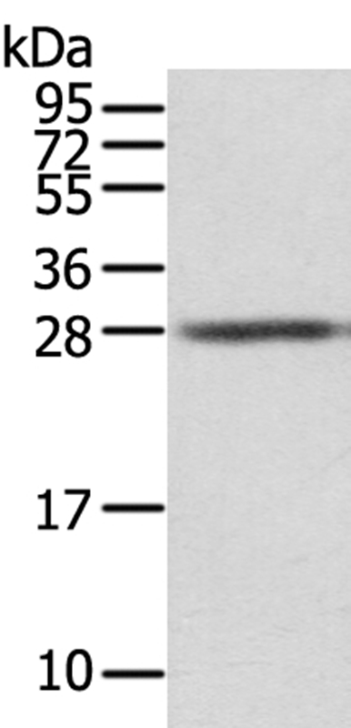 STX8 Antibody