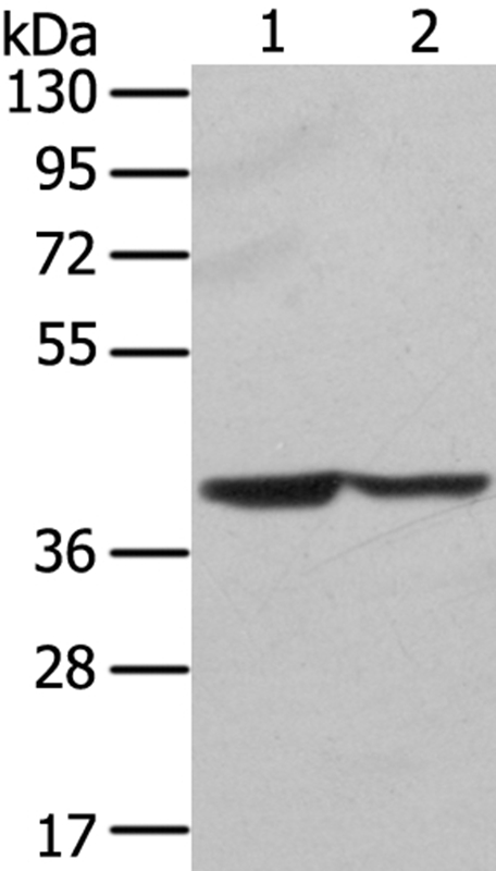 STX16 Antibody