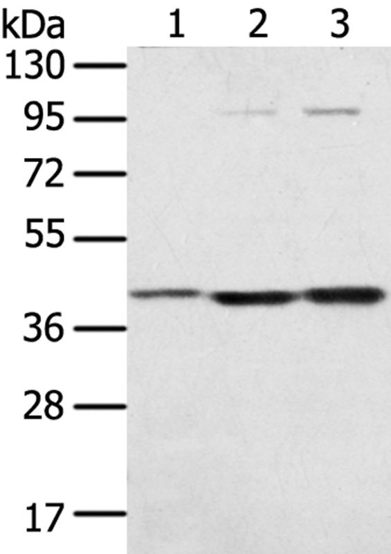 STX18 Antibody