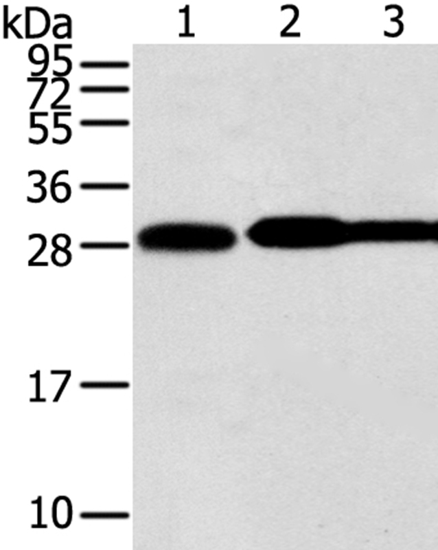 STX10 Antibody