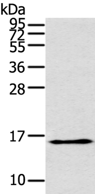 THRSP Antibody