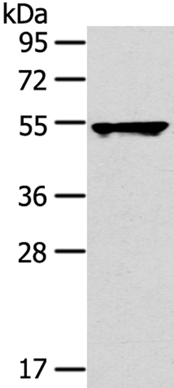 TRIM10 Antibody