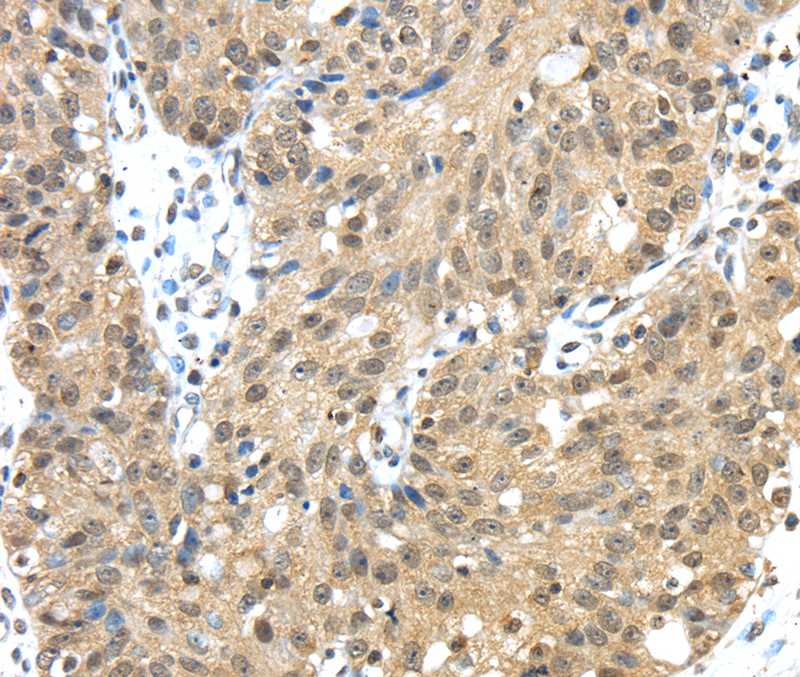 TMED3 Antibody