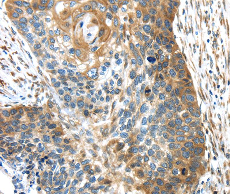 TMED4 Antibody