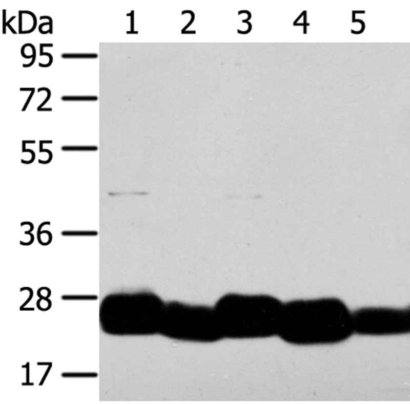 TMED4 Antibody