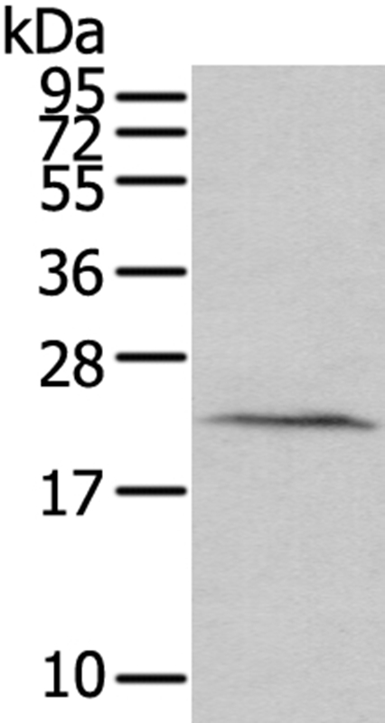 HINT3 Antibody