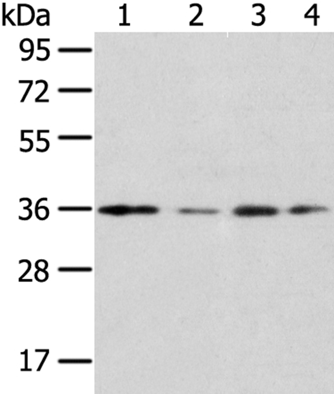 HOXD13 Antibody