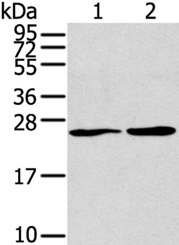 ORAI1(L1) Antibody