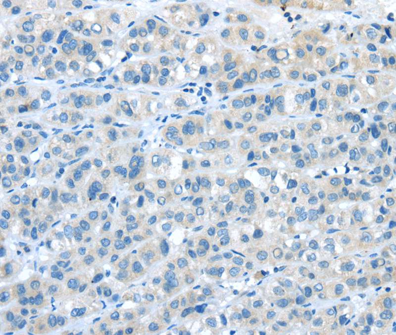 NPY4R Antibody