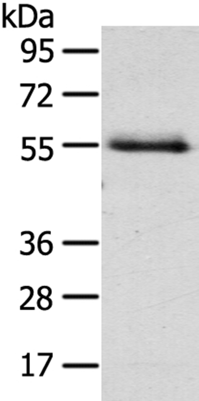 NUF2 Antibody