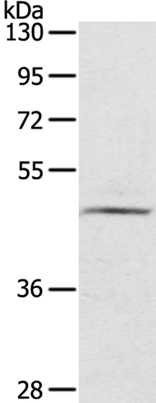 CERS3 Antibody