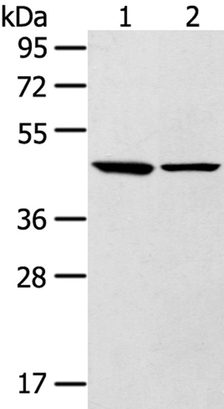 LTB4R2 Antibody