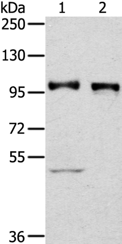 PROX1 Antibody