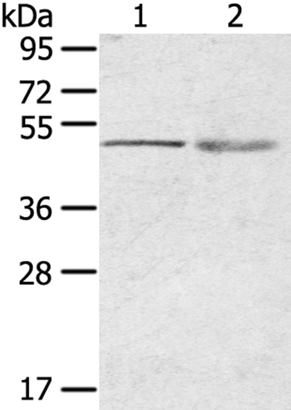 RHCE Antibody