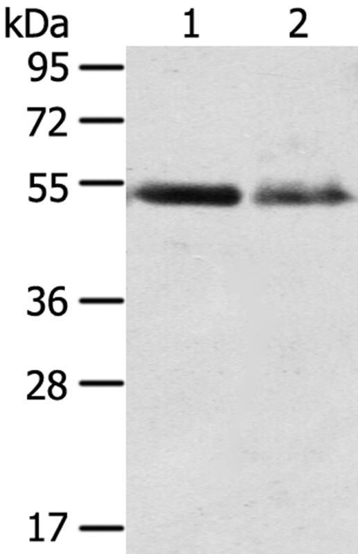 RHCG Antibody