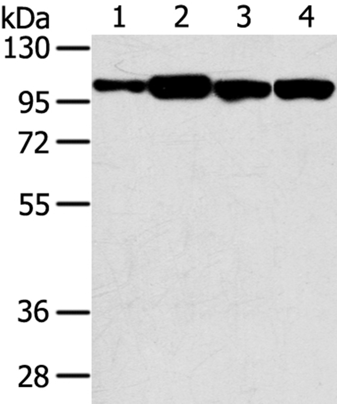 SRGAP1 Antibody