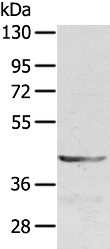 SDC3 Antibody