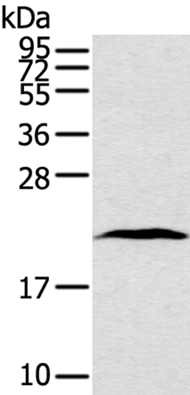 TAF10 Antibody