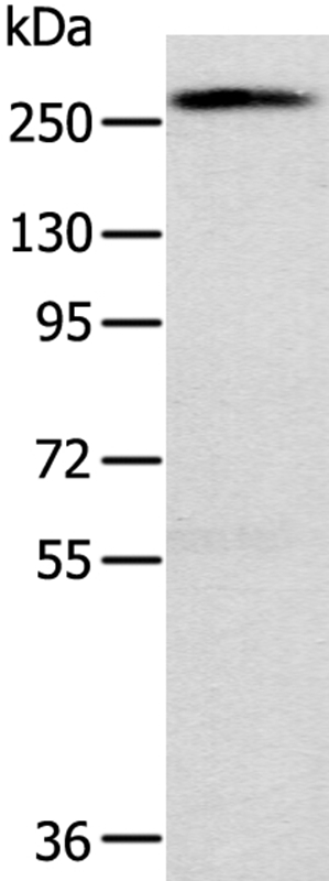 TLN1 Antibody