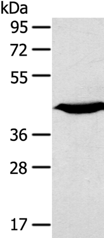 KCNK3 Antibody