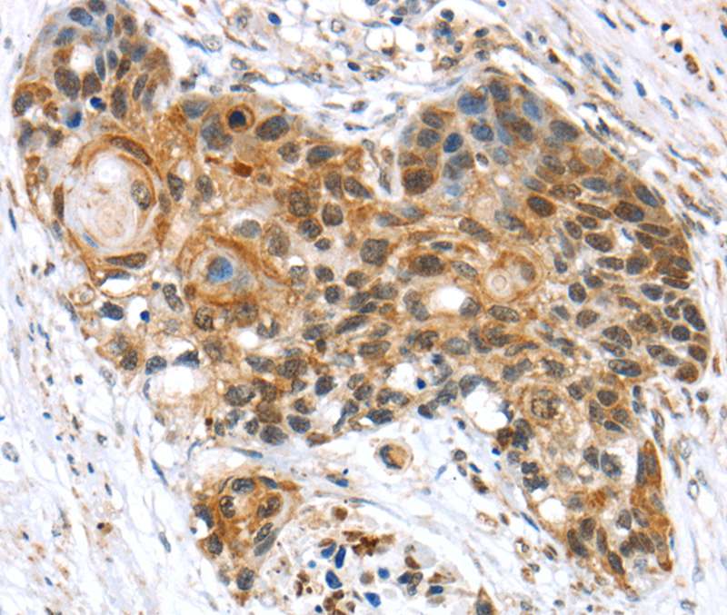 TCEB3 Antibody