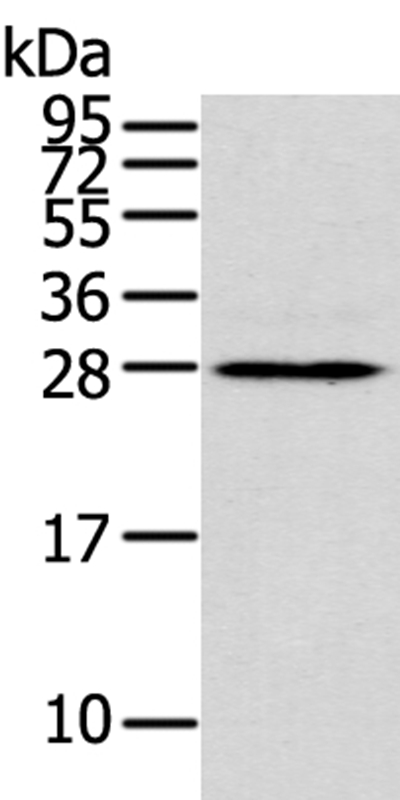 THAP3 Antibody