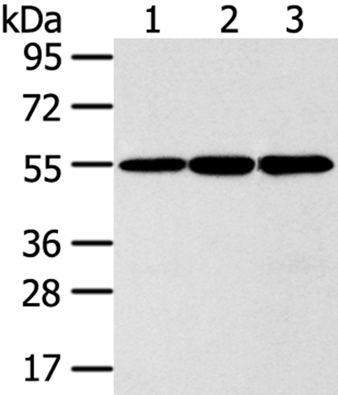 ISM2 Antibody