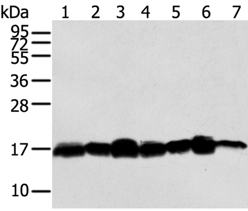 NME2 Antibody