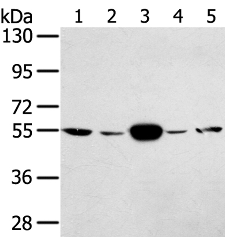 TRIM35 Antibody