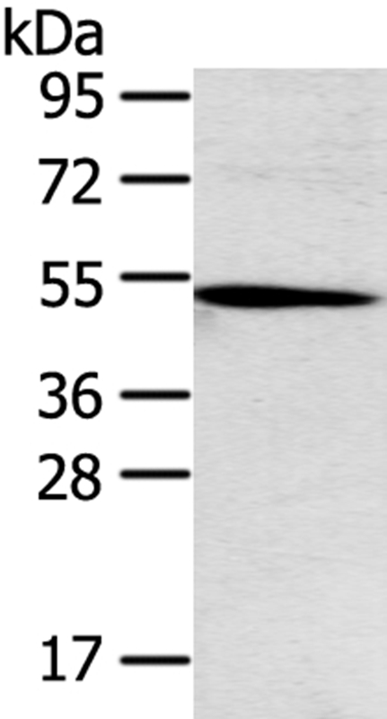 TNFRSF4 Antibody