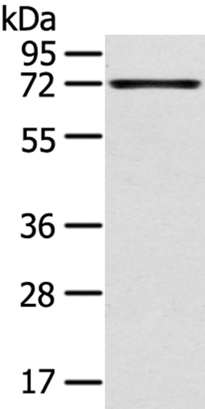 TNIP1 Antibody