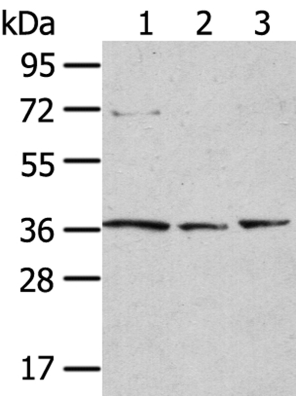 TPST1 Antibody