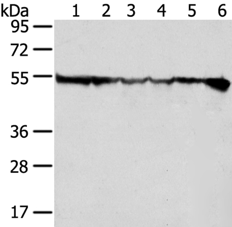 DDX39B Antibody