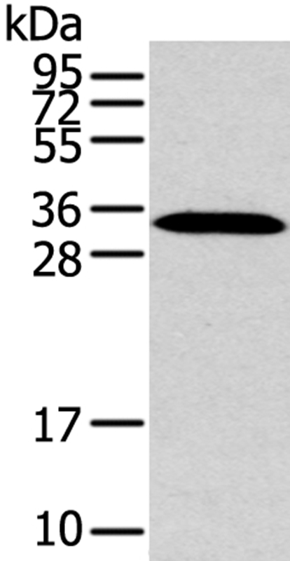 MSI1 Antibody