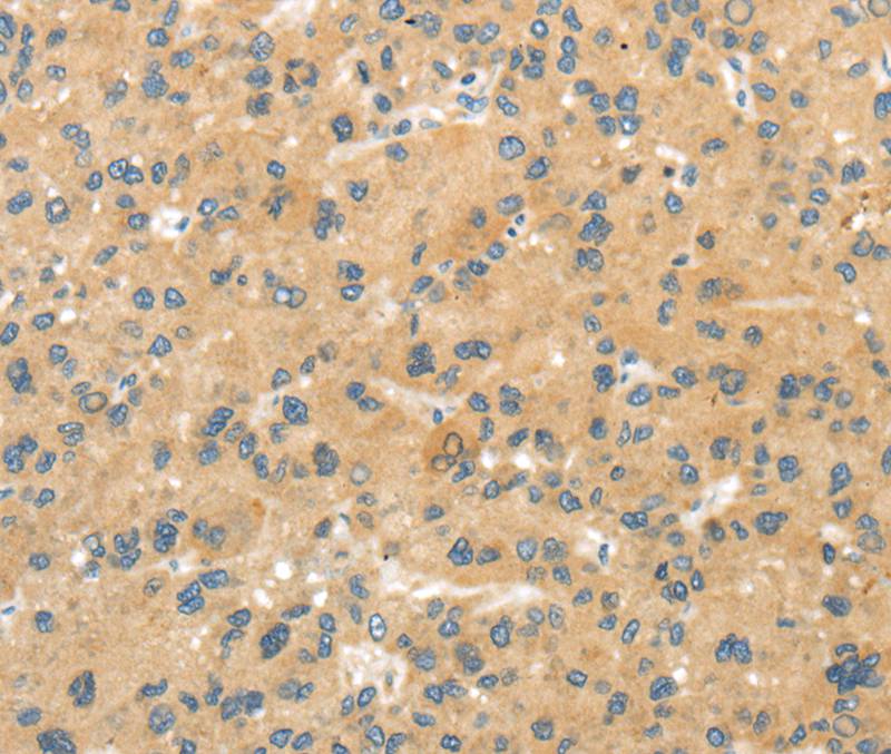 MPP6 Antibody