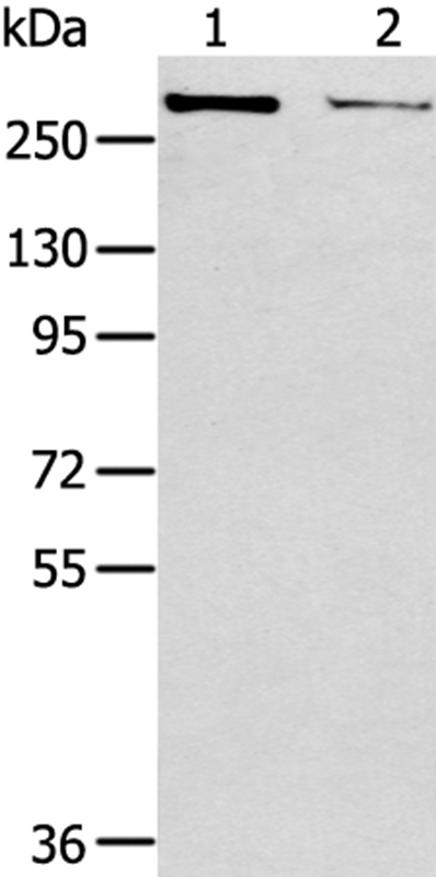 WNK2 Antibody