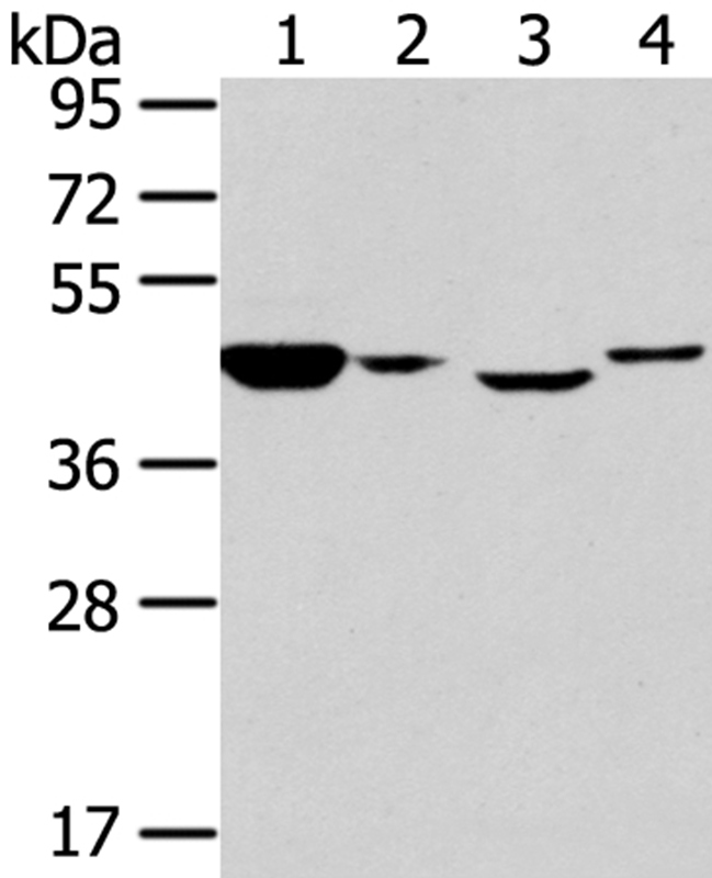 CHGA Antibody