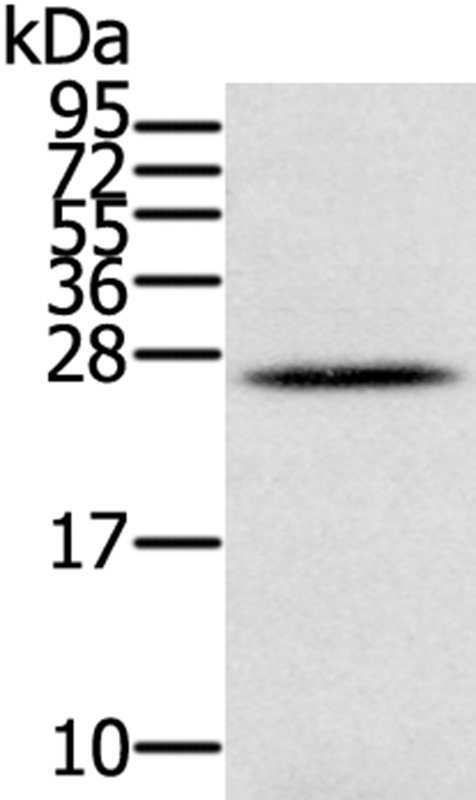 IFNL3 Antibody